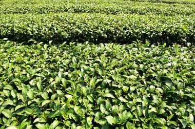 Çay plantasyon içinde Chiang Rai