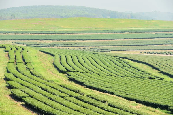 Plantación de té en Chiang Rai —  Fotos de Stock