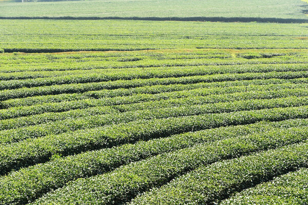 Чайная плантация в Чианграе
