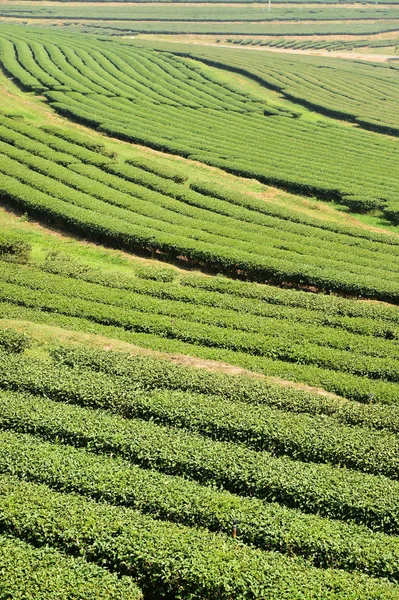 Herbata plantation w Chiang Rai — Zdjęcie stockowe