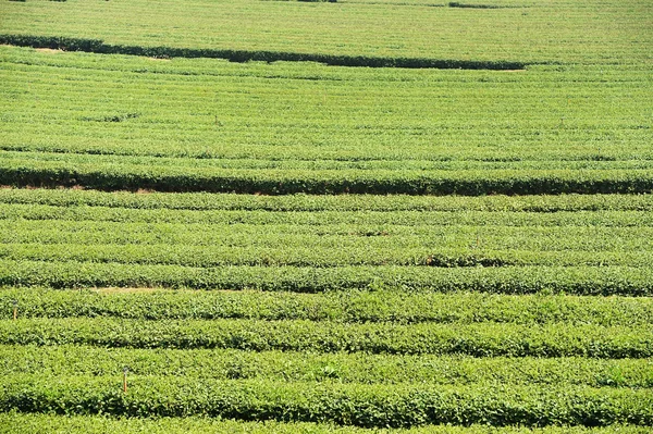 Чайні плантації в Чіанг Рай — стокове фото