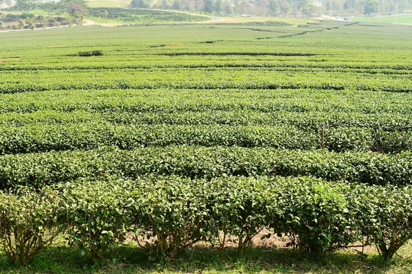 Herbata plantation w Chiang Rai — Zdjęcie stockowe