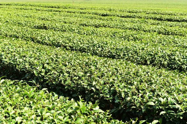 Herbata plantation w Chiang Rai — Zdjęcie stockowe