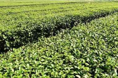 Çay plantasyon içinde Chiang Rai
