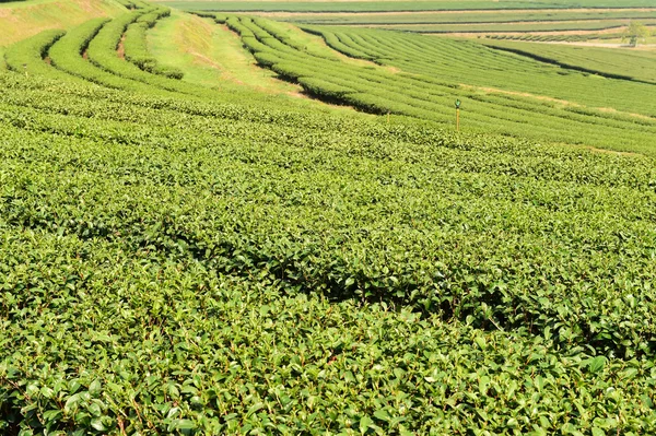 Herbata plantation w Chiang Rai — Zdjęcie stockowe