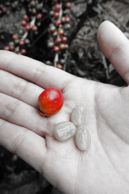 Taze kahve çekirdeği üzerinde kırmızı meyveler kahve backgourng elinde