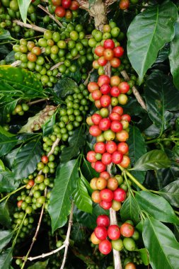 Ağaçta olgunlaşan kahve çekirdekleri