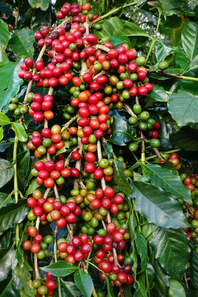 Granos de café madurando en un árbol —  Fotos de Stock