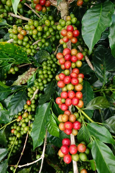 Ağaçta olgunlaşan kahve çekirdekleri