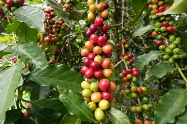 Ağaçta olgunlaşan kahve çekirdekleri