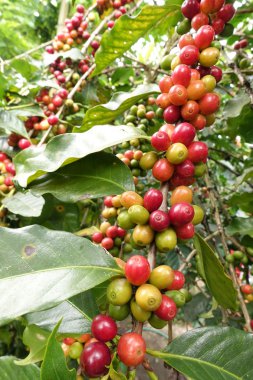 Ağaçta olgunlaşan kahve çekirdekleri