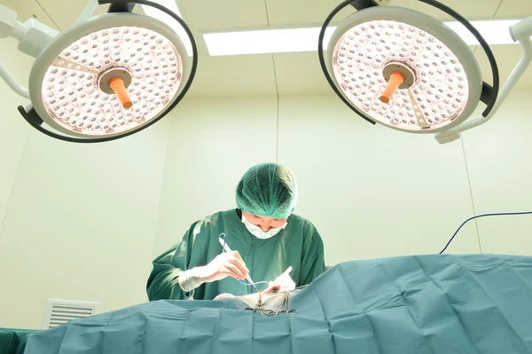 Cirurgia veterinária na sala de operação — Fotografia de Stock