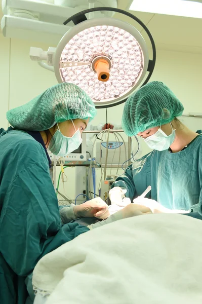 Dos veterinarios en quirófano —  Fotos de Stock