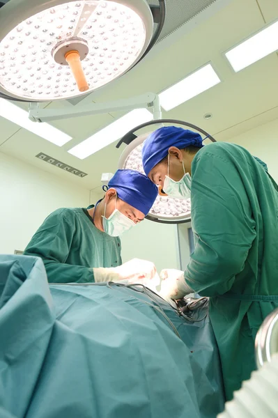 Dos veterinarios en quirófano — Foto de Stock