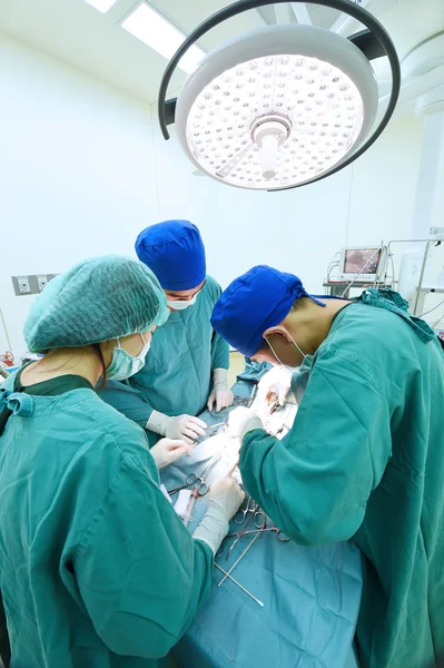 Grupo de cirurgia veterinária na sala de operação — Fotografia de Stock