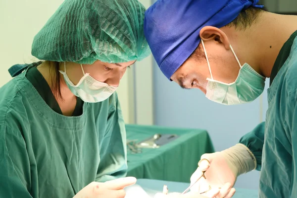 Two veterinarian surgeons in operating room — Stock Photo, Image