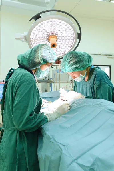 Två veterinärer i operationssalen — Stockfoto