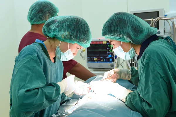 Grupo de cirurgia veterinária na sala de operação — Fotografia de Stock