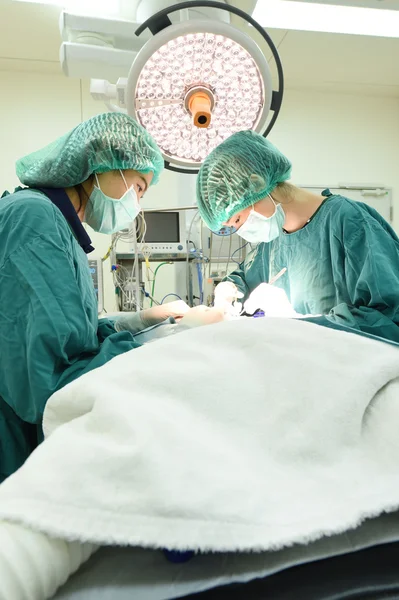 Dois cirurgiões veterinários na sala de operações — Fotografia de Stock