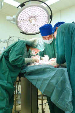 Veteriner Cerrahi operasyon odasında grup