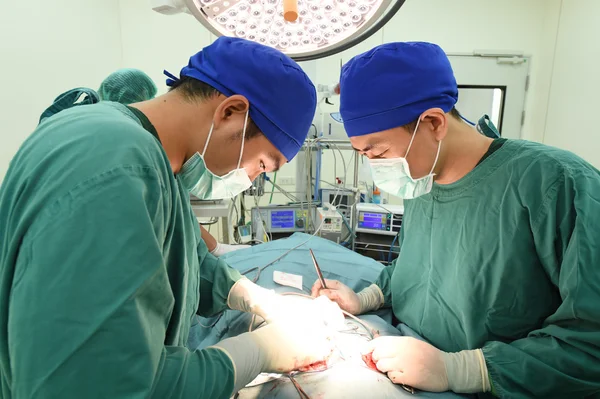 Dois cirurgiões veterinários na sala de operações — Fotografia de Stock