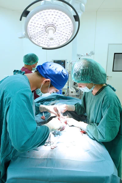 Grupo de cirugía veterinaria en quirófano — Foto de Stock
