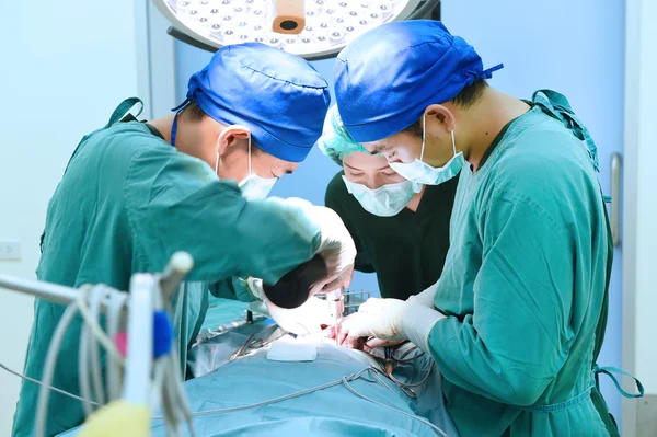 Grupo de cirurgia veterinária na sala de operação — Fotografia de Stock