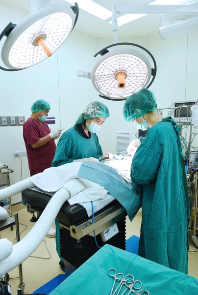 Grupo de cirurgia veterinária na sala de operação — Fotografia de Stock