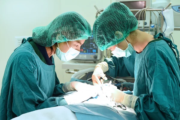 Two veterinarian surgeons in operating room — Stock Photo, Image