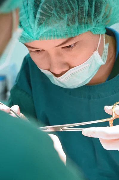 Veterinarian surgery in operation room — Stock Photo, Image