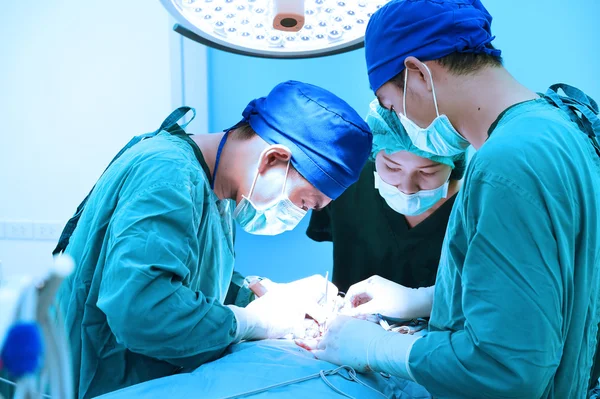 Group of veterinarian surgery in operation room — Stock Photo, Image