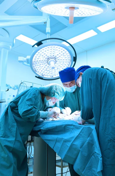 Groupe de chirurgie vétérinaire en salle d'opération — Photo