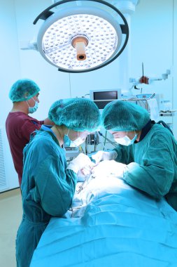 Veteriner Cerrahi operasyon odasında grup