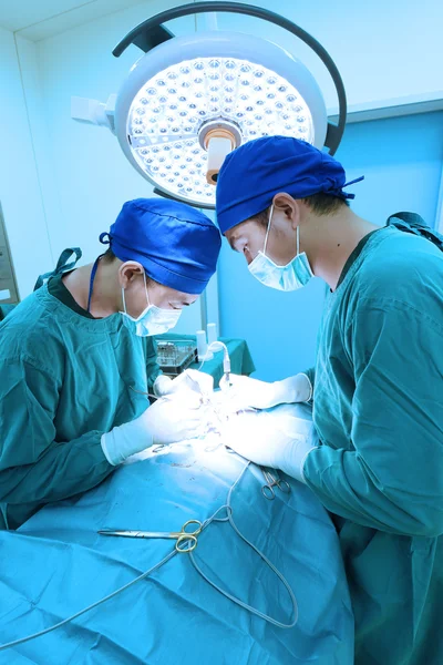 Dois cirurgiões veterinários na sala de operações — Fotografia de Stock