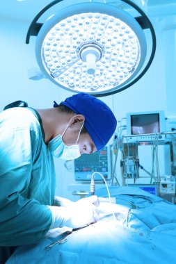 Veteriner Cerrahi operasyon odasında