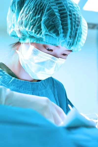 Chirurgie vétérinaire en salle d'opération — Photo