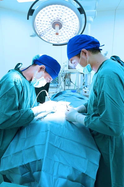 Two veterinarian surgeons in operating room — Stock Photo, Image