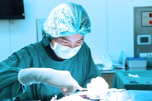 Veterinarian surgery in operation room — Stock Photo, Image