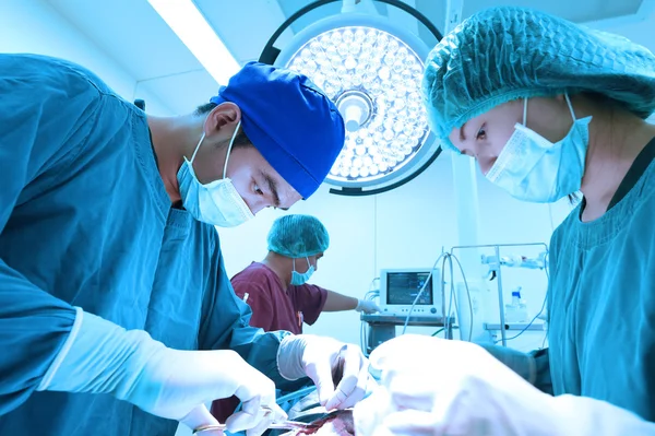 Groupe de chirurgie vétérinaire en salle d'opération — Photo