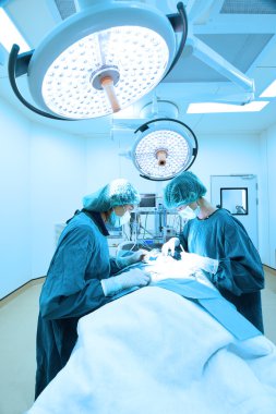 Ameliyathanede iki veteriner cerrah var. 