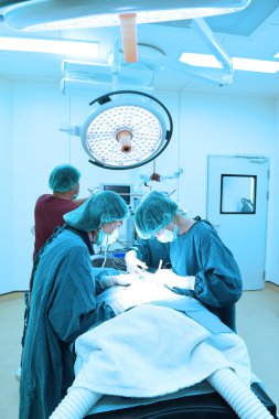 Veteriner Cerrahi operasyon odasında grup 