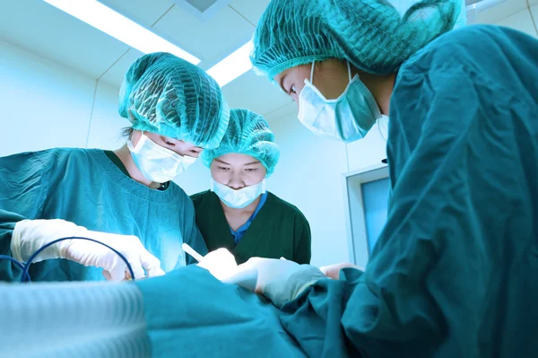 Ryhmä eläinlääkärin leikkaus leikkaussalissa — kuvapankkivalokuva