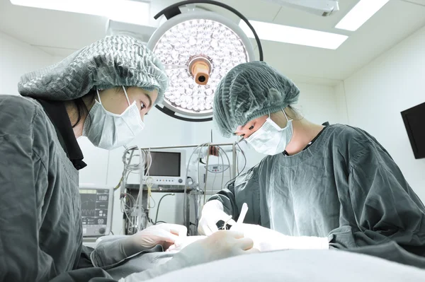 Dos veterinarios en quirófano — Foto de Stock