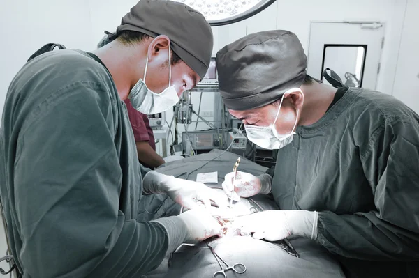 Two veterinarian surgeons in operating room — Stock Photo, Image