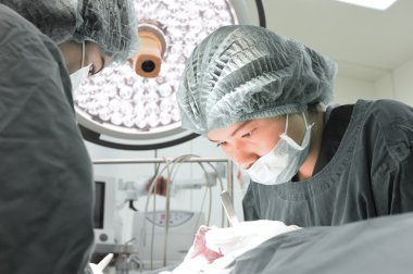 Ameliyathanede iki veteriner cerrah var. 