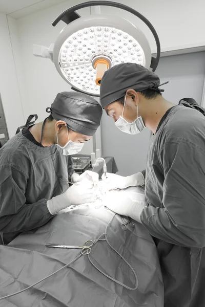 Due veterinari in sala operatoria — Foto Stock