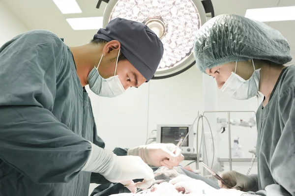 Dois cirurgiões veterinários na sala de operações — Fotografia de Stock