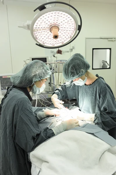 Two veterinarian surgeons in operating room — Stock Photo, Image