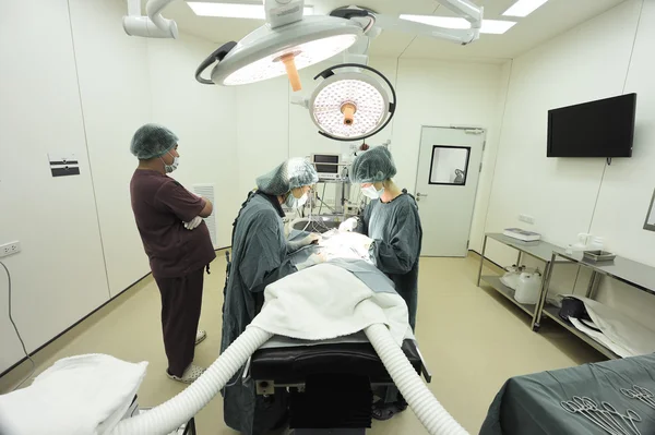 Groep van dierenarts chirurgie in operatie kamer — Stockfoto