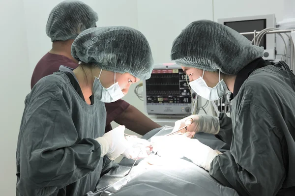 Groep van dierenarts chirurgie in operatie kamer — Stockfoto